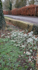 Snowdrops
